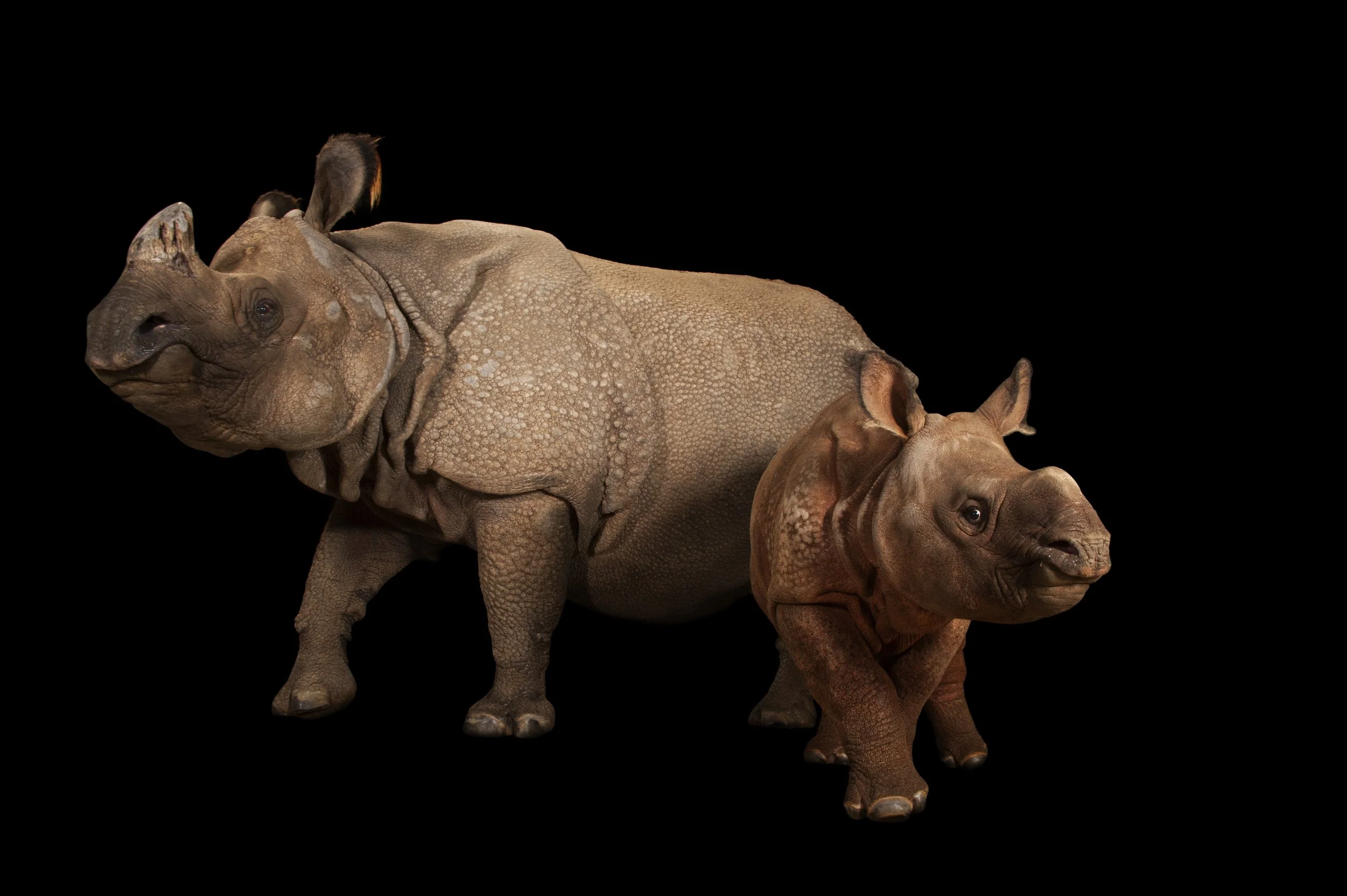 An endangered Indian rhinoceros female with calf (Rhinoceros unicornis) at the Fort Worth Zoo.