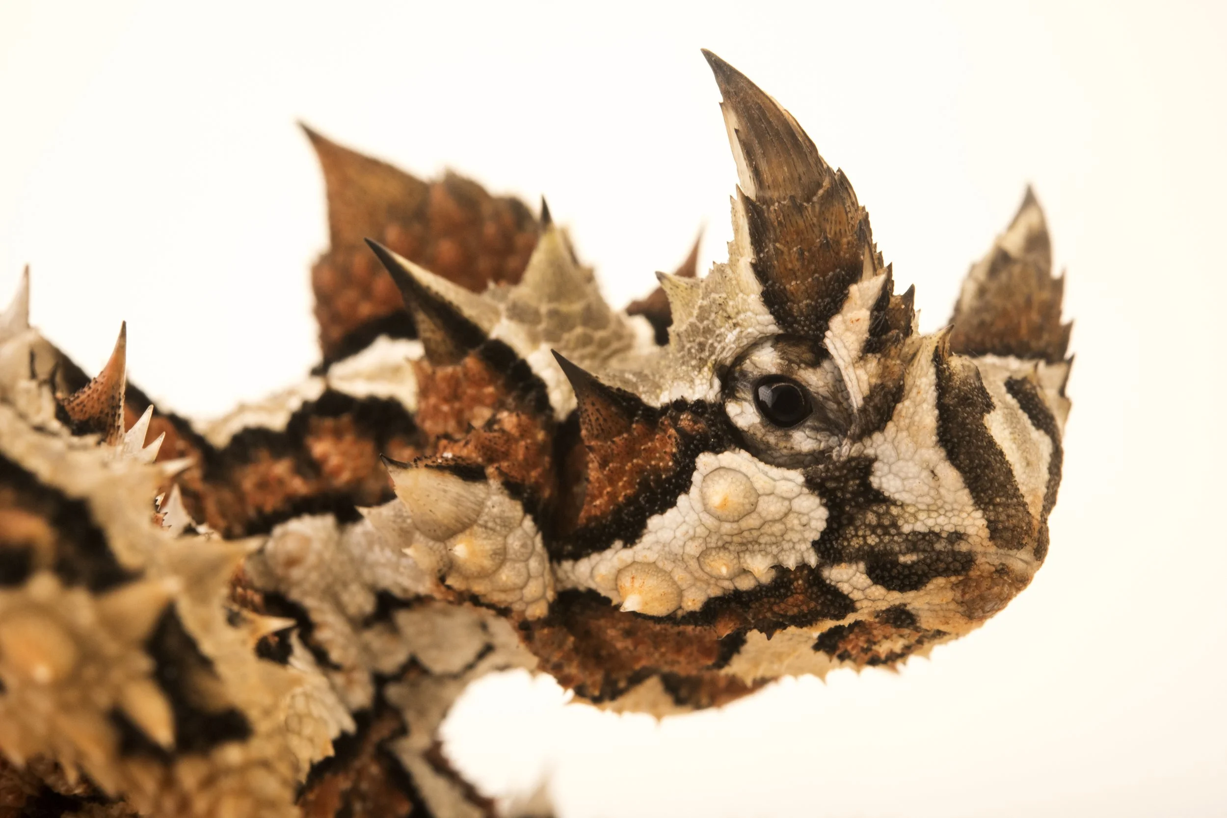 A Thorny devil (Moloch horridus) from the Melbourne Museum.