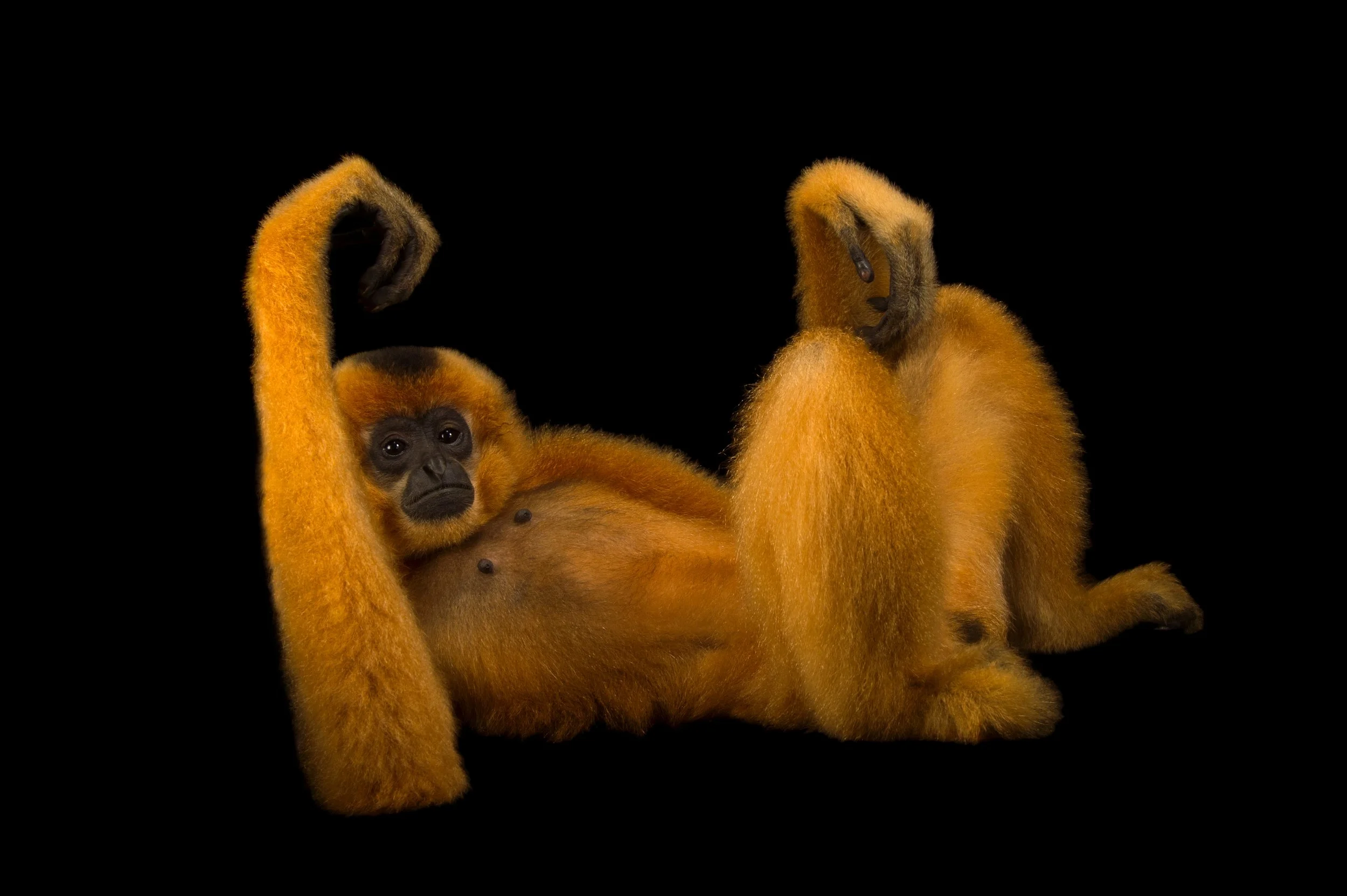 An endangered yellow-cheeked gibbon (Nomascus gabriellae) at the Endangered Primate Rescue Center in Cuc Phuong National Park, Vietnam.