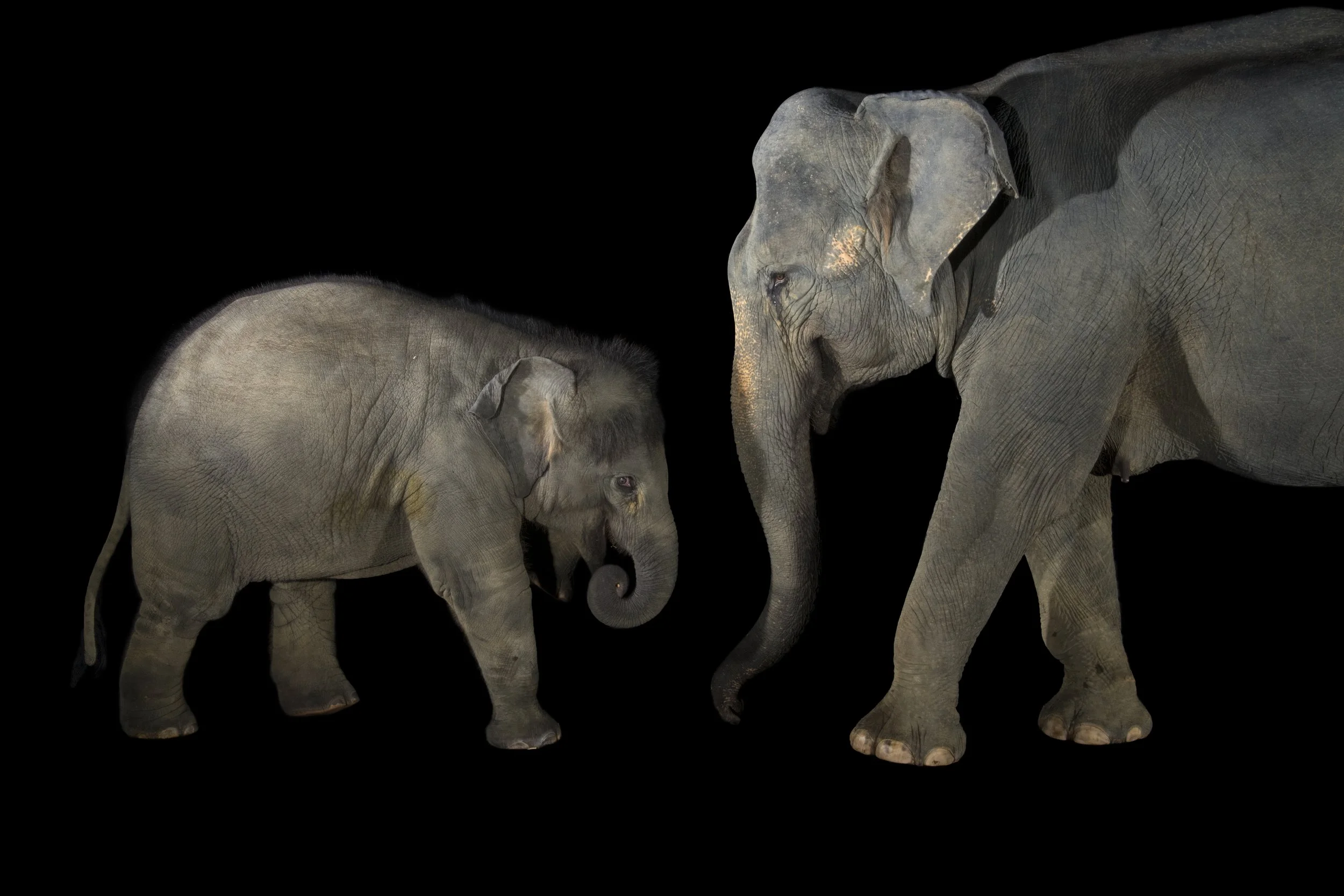 Indian elephants (Elephas maximus indicus) mom and 18 month old baby, Floppy at the Singapore Zoo.