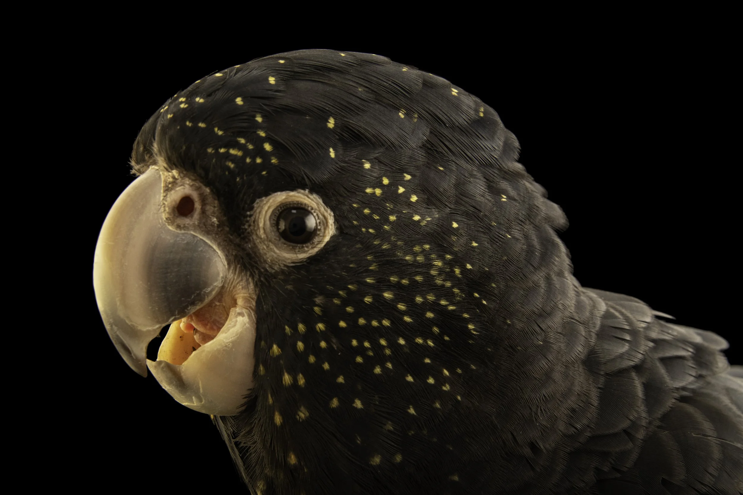 Close-up of a cockatoo with its beak slightly open, showing detailed black and yellow feathers against a black background photographed by Joel Sartore for the Photo Ark in Australia.