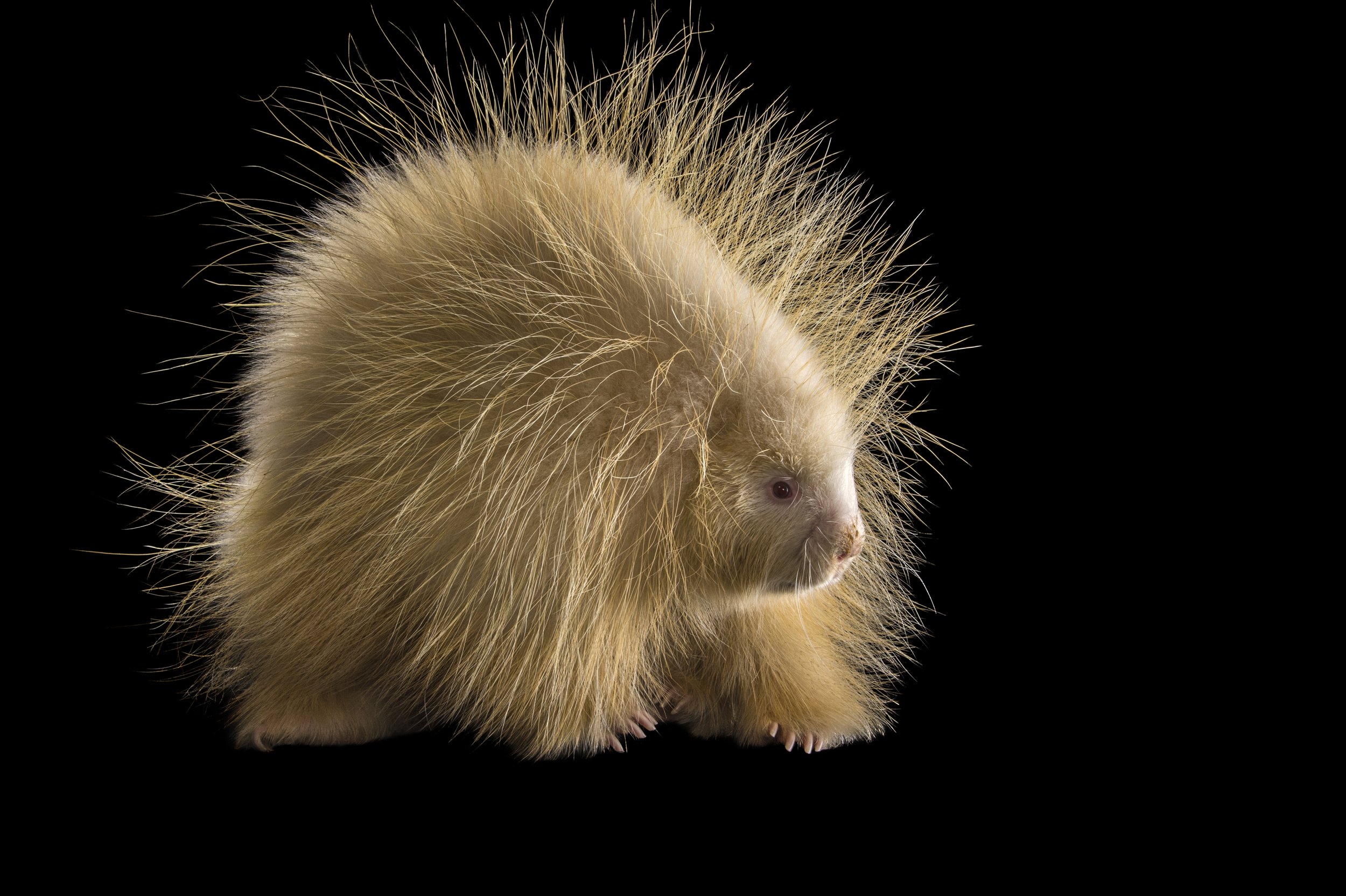 An albino porcupine named Halsey at the Nebraska Wildlife Rehab in Louisville, NE.