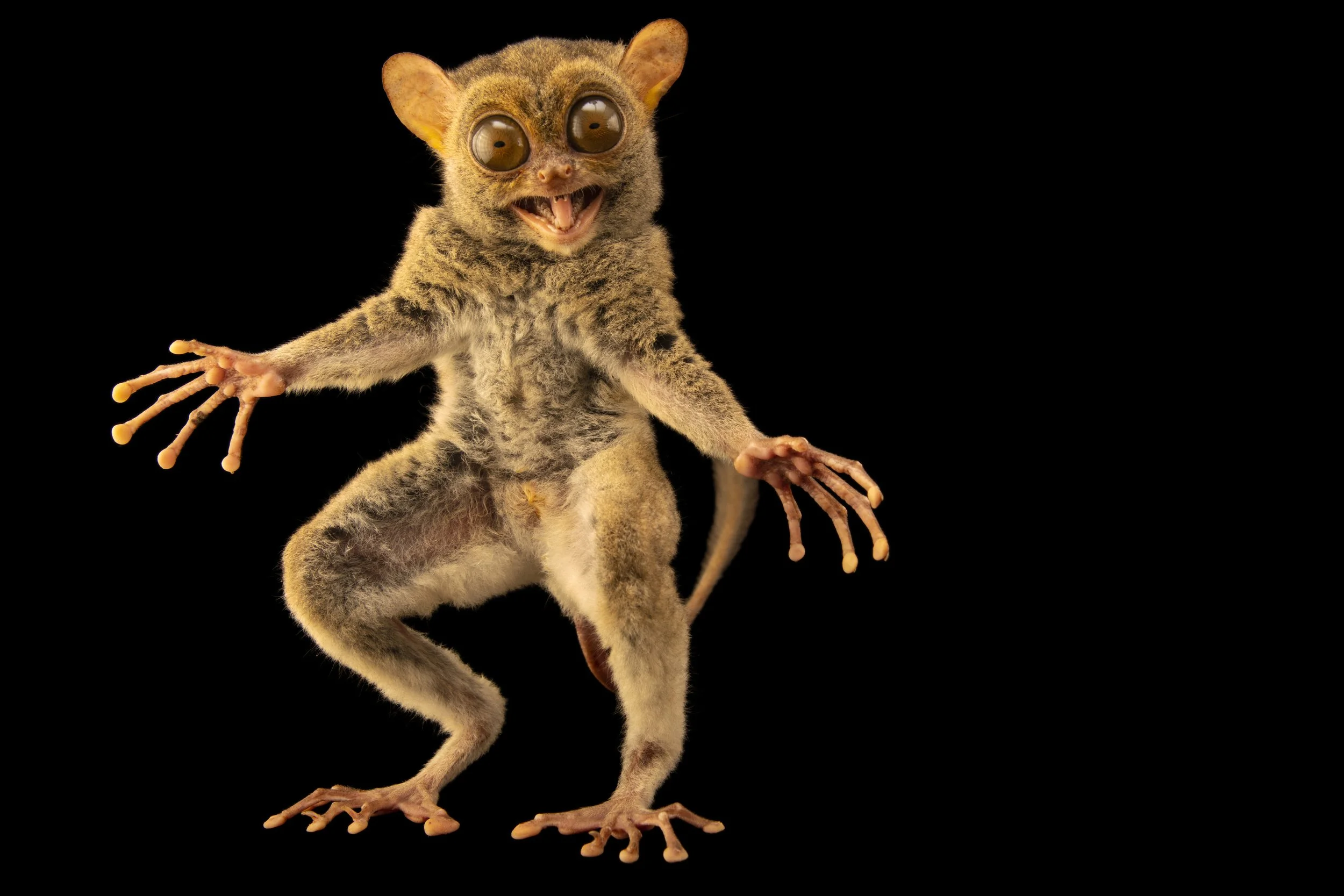 A Philippine tarsier (Tarsius syrichta syrichta) at Avilon Zoo.