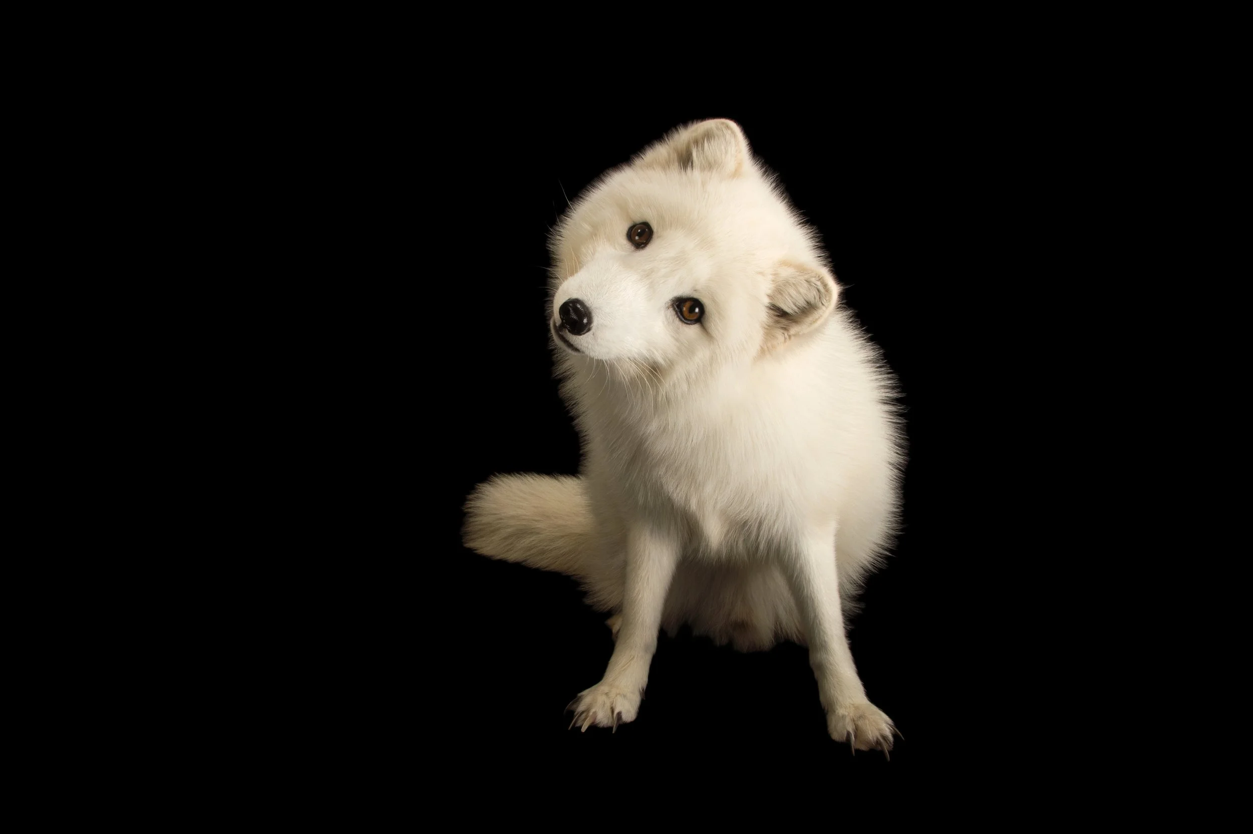 An Arctic fox (Vulpes lagopus) at the Great Bend Brit Spaugh Zoo in Great Bend, Kansas.
