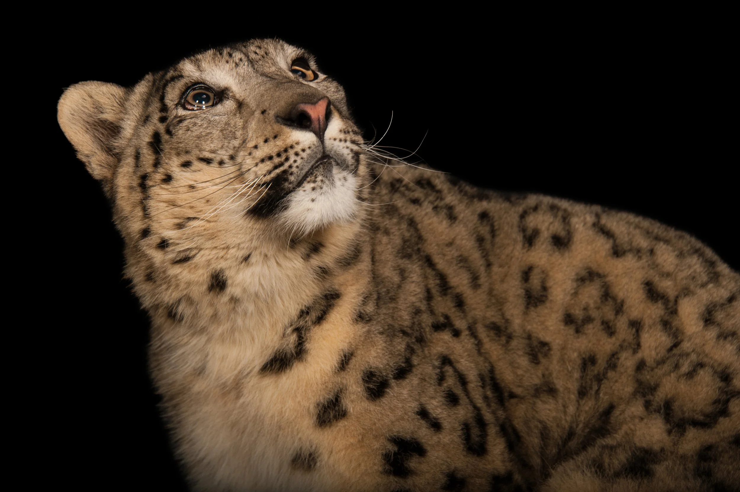 An endangered (IUCN) and federally endangered snow leopard (Panthera uncia) at the Miller Park Zoo.