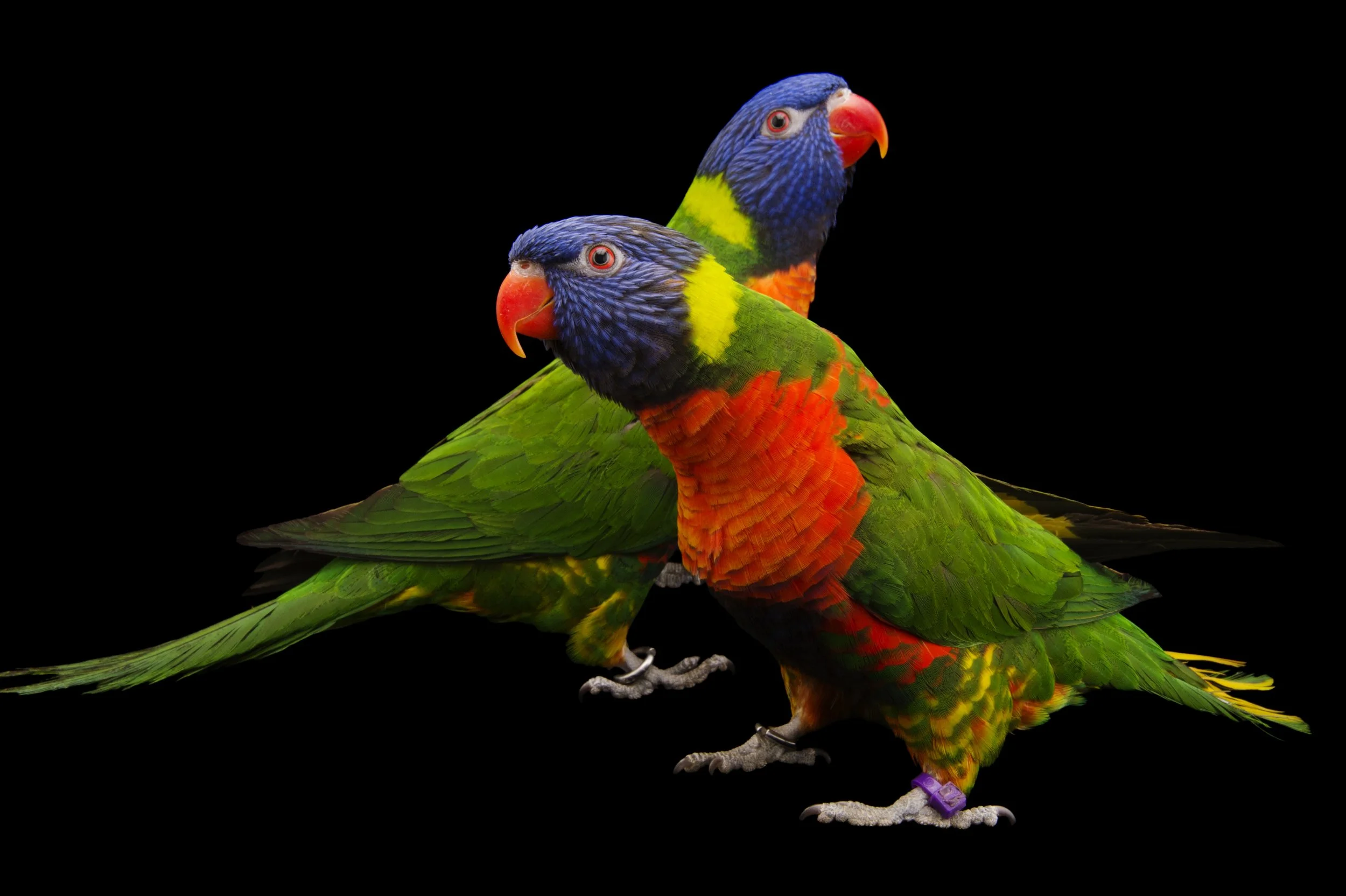 A pair of Australian rainbow lorikeets (Trichoglossus moluccanus) at the Indianapolis Zoo.