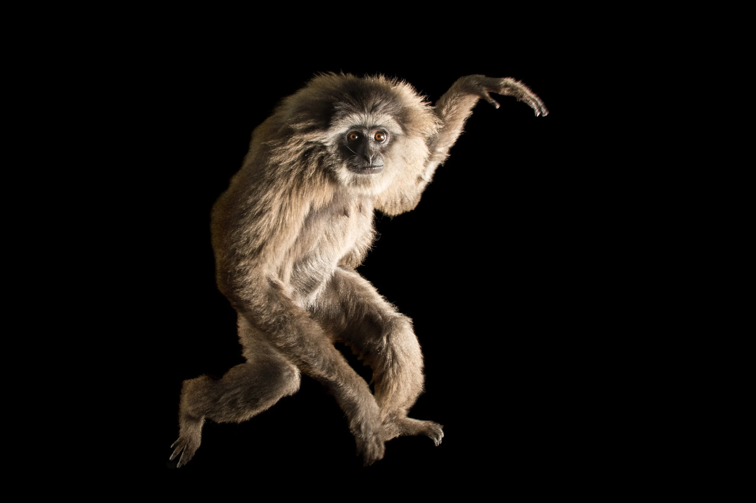 An endangered silvery Javan gibbon (Hylobates moloch) at the Gibbon Conservation Center.