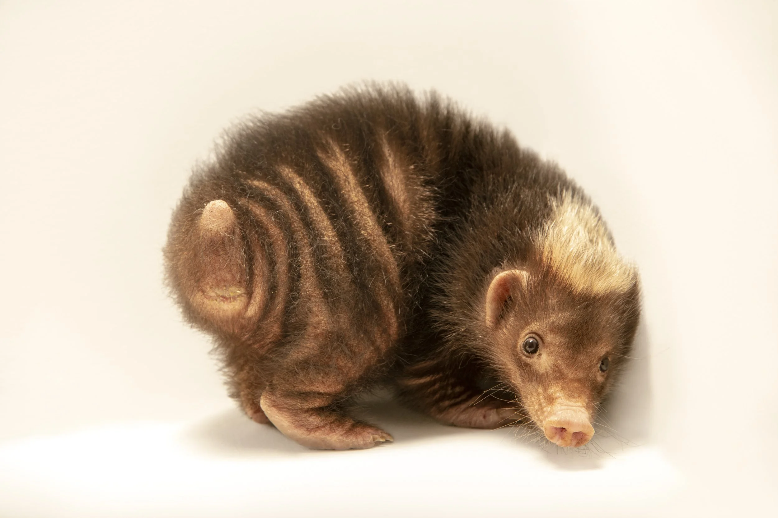 A Palawan stink badger (Mydaus marchei) at Avilon Zoo.