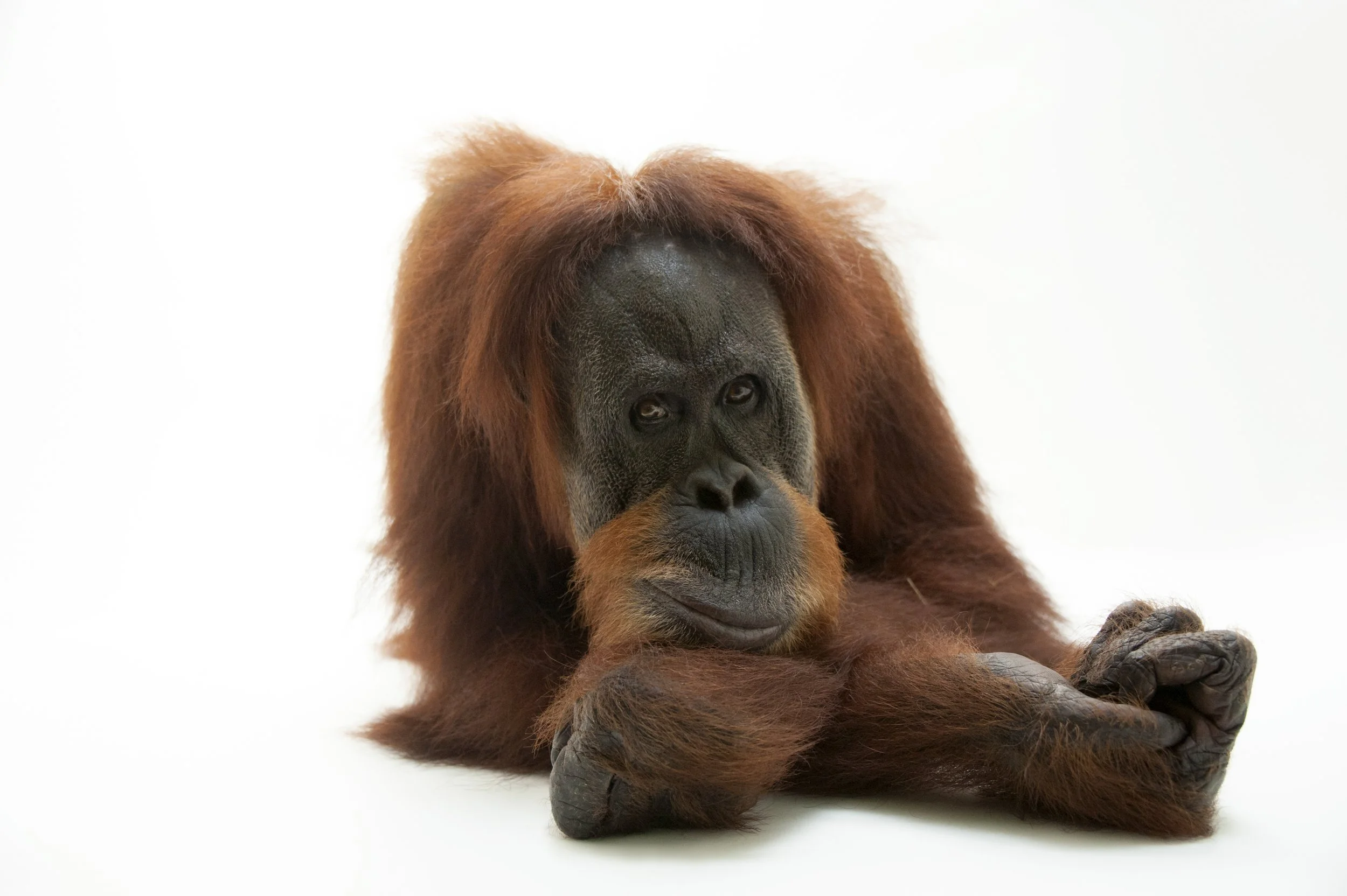 A critically endangered sumatran orangutan, Pongo abelii, at the Gladys Porter Zoo in Brownsville, TX.