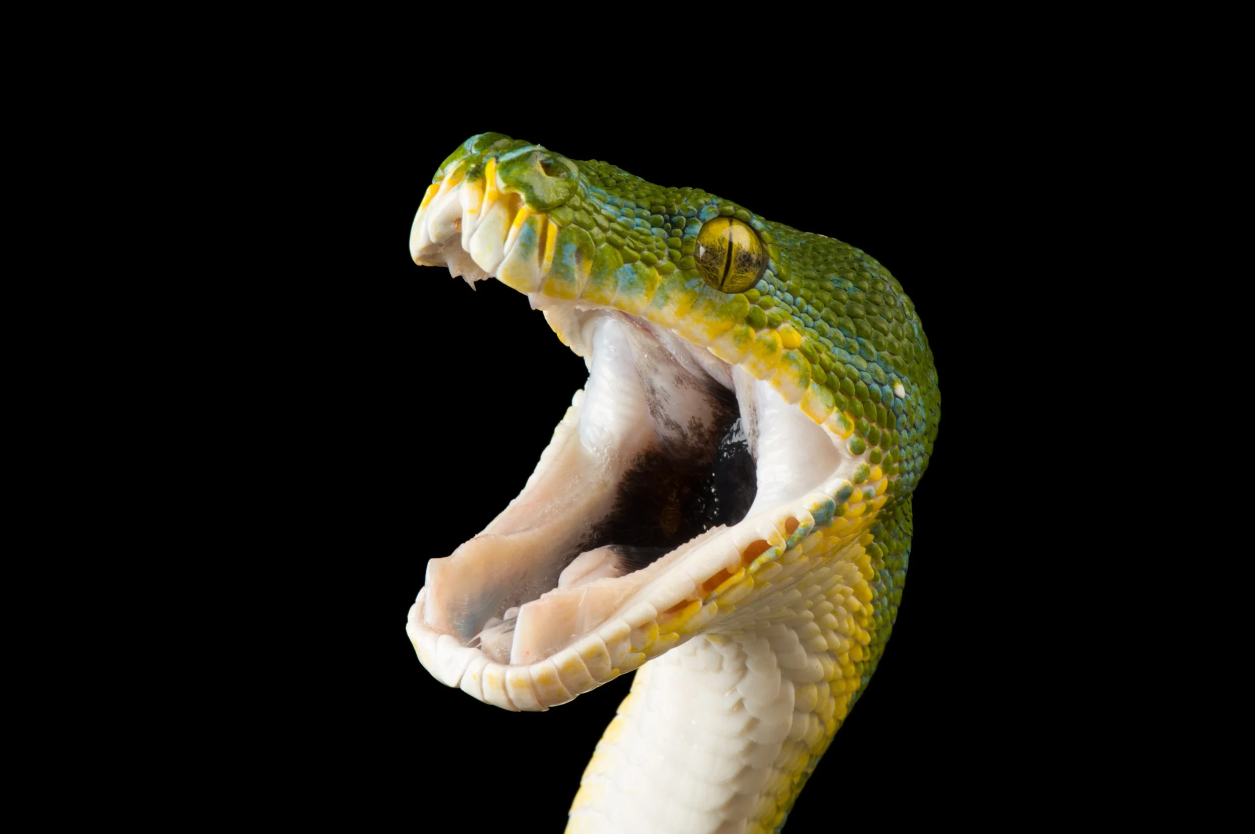 A green tree python (Morelia viridis) at the Riverside Zoo.
