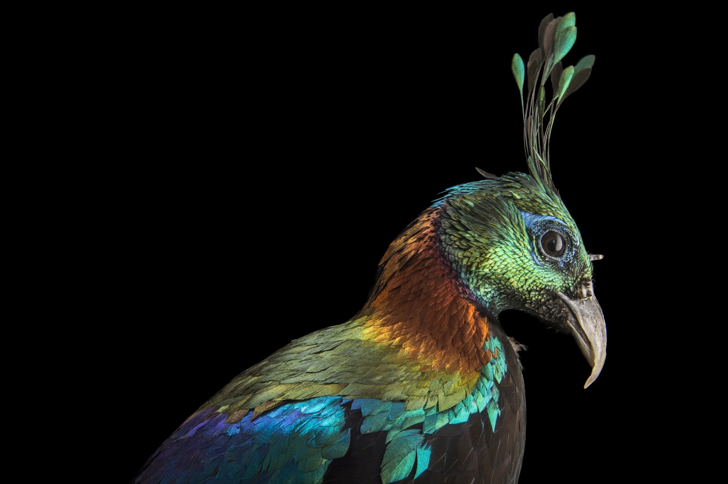 A male Himalayan monal pheasant (Lophophorus impeyanus) at Pheasant Heaven, a private pheasant breeding center near Clinton, NC.