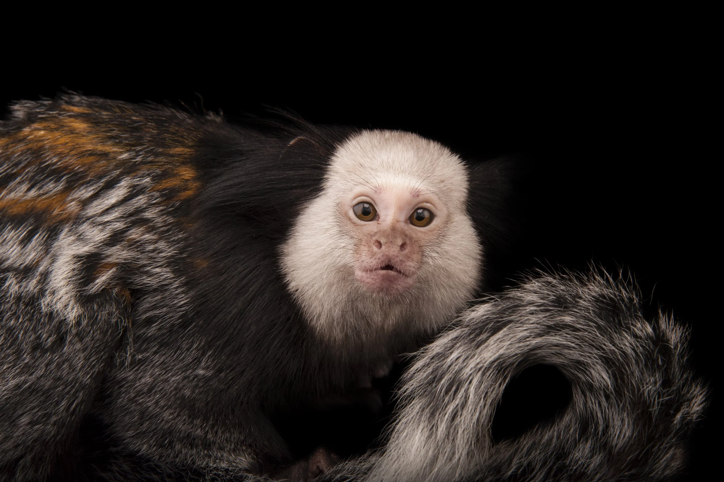Geoffroy’s tufted-ear marmoset (Callithrix geoffroyi) at the Cleveland Metroparks Zoo.