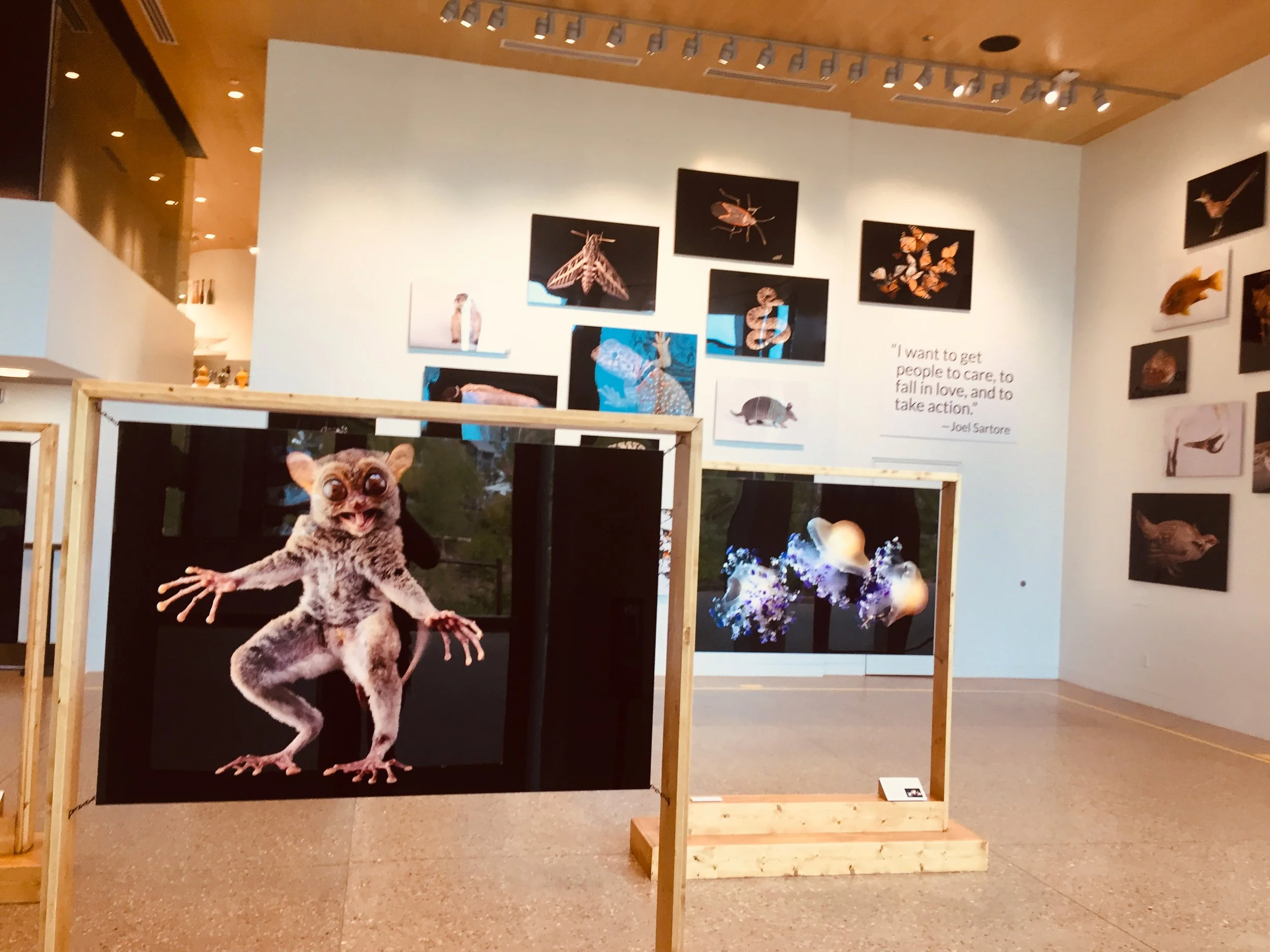 Photo Ark exhibit at Gathering Place in Tulsa, Oklahoma featuring images of animals, insects, and underwater creatures displayed on walls and boards, including a large photograph of a Philippine tarsier with big eyes in the foreground.