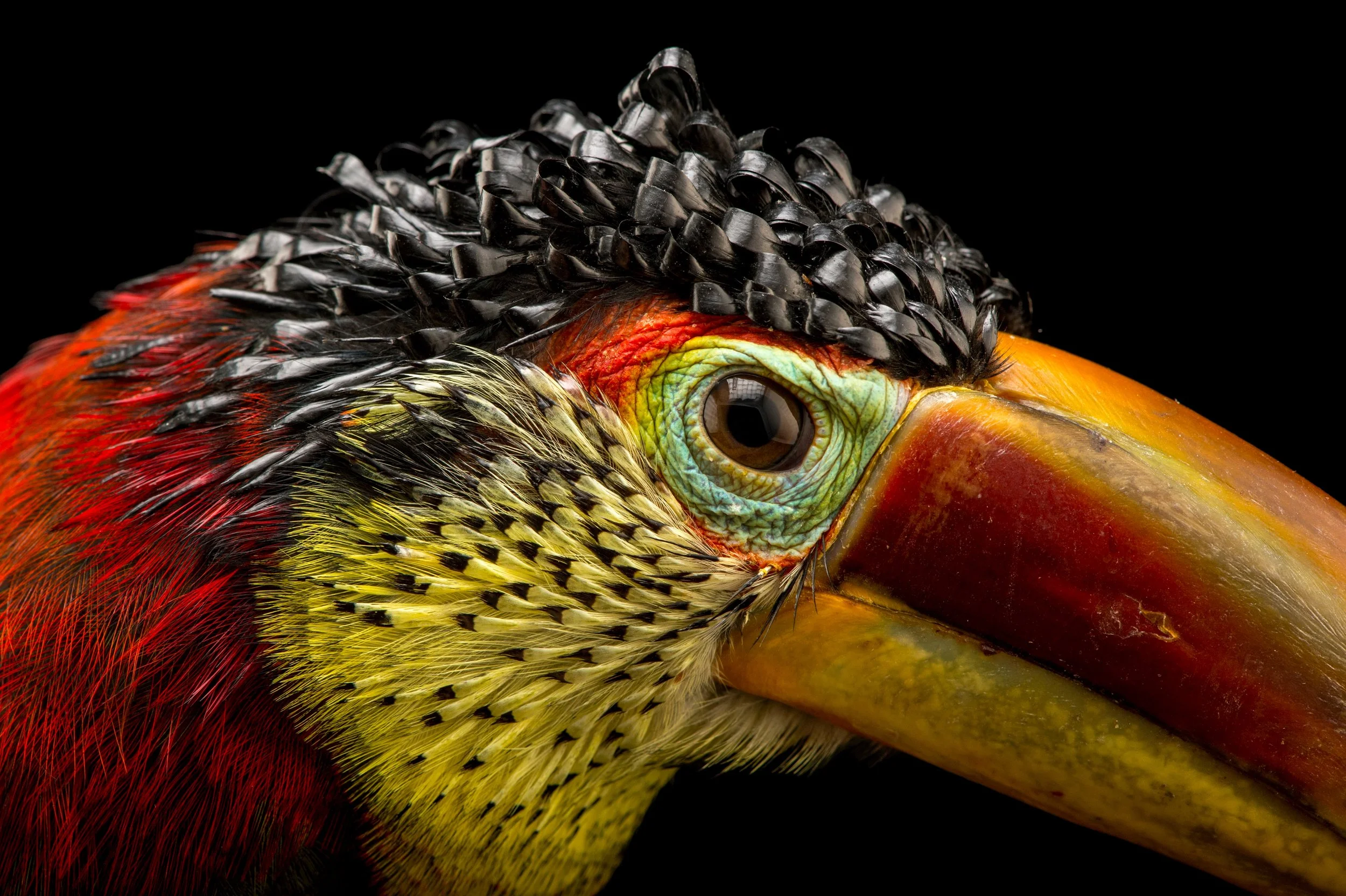 A curl-crested aracari (Pteroglossus beauharnaesii) at the Dallas World Aquarium. 
