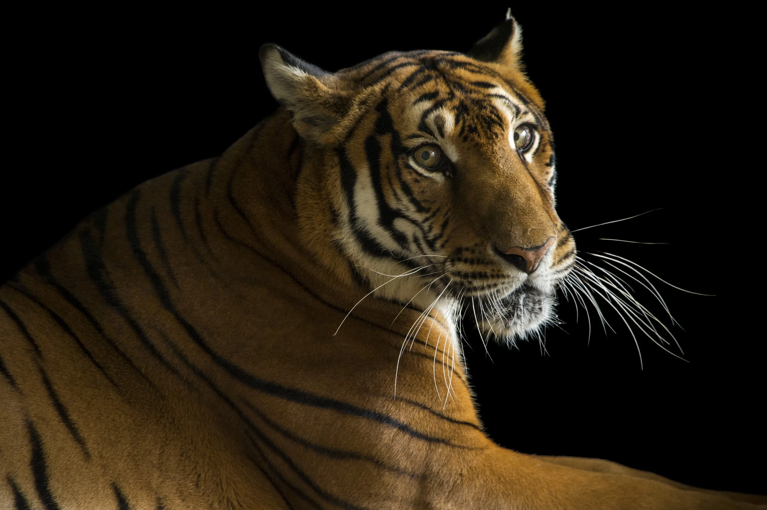 A critically endangered, female South China tiger, Panthera tigris amoyensis, at the Suzhou Zoo in China.