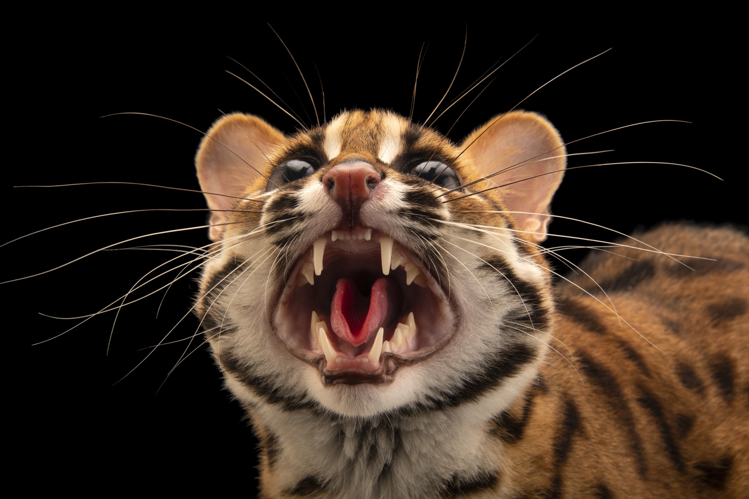 A Visayan leopard cat (Prionailurus bengalensis rabori) at the Avilon Zoo.
