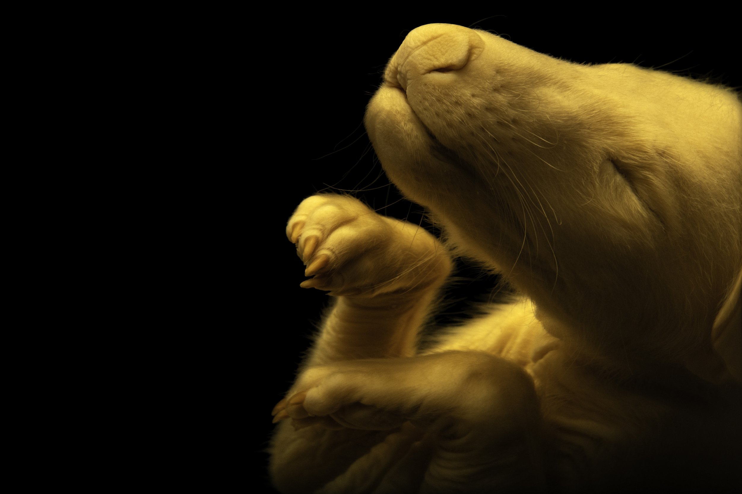 Close-up of an extinct Thylacine pup floating in formula at Australia Museum in Sydney, Australia photographed by Joel Sartore for the Photo Ark in January of 2026.