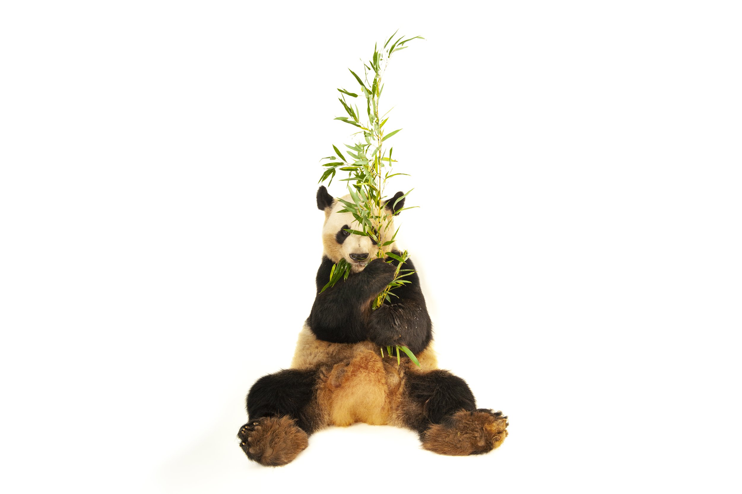 A giant panda (Ailuropoda melanoleuca) at Zoo Atlanta.
