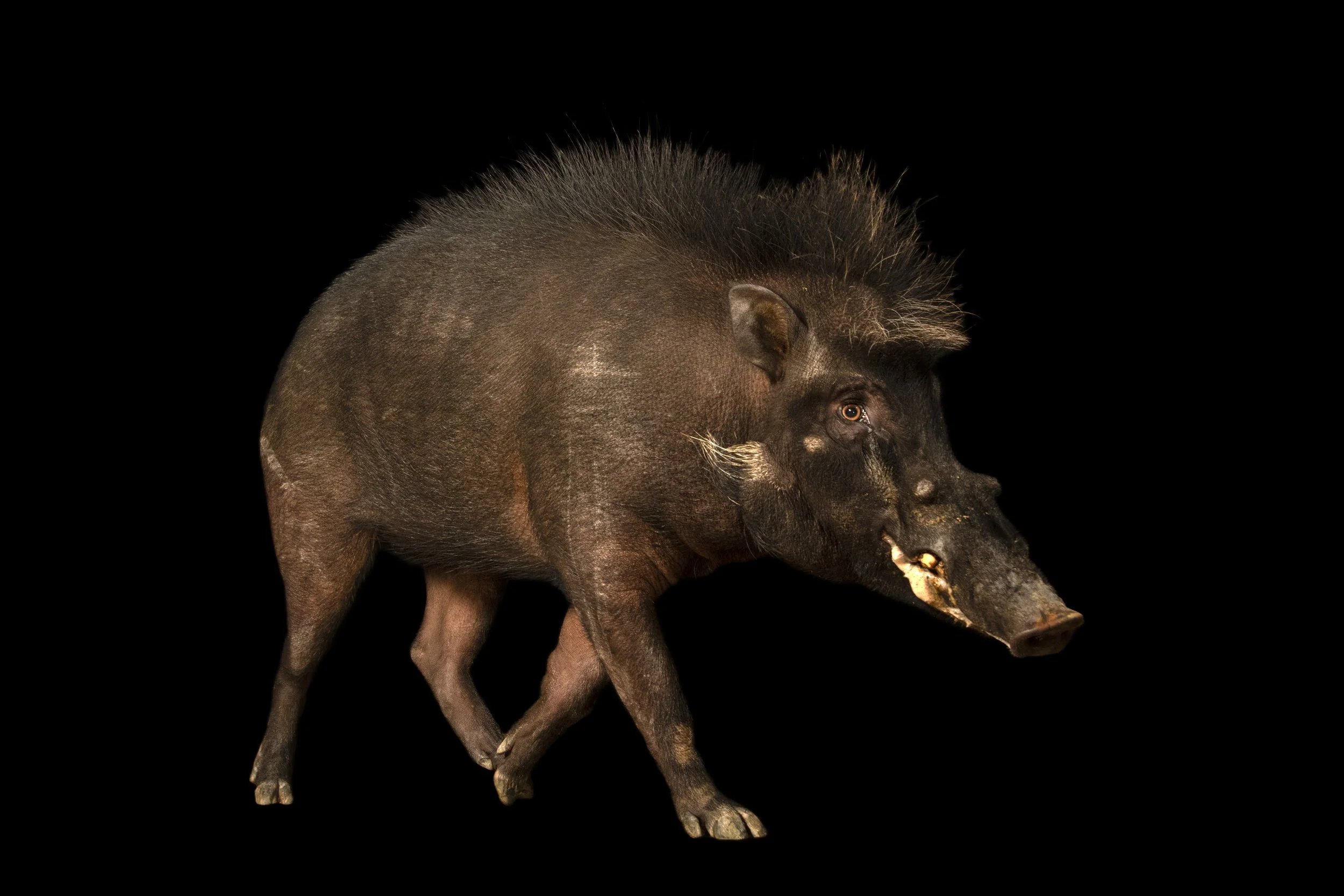 A Philippine warty pig (Sus philippensis philippensis) at the Avilon Wildlife Conservation Foundation.