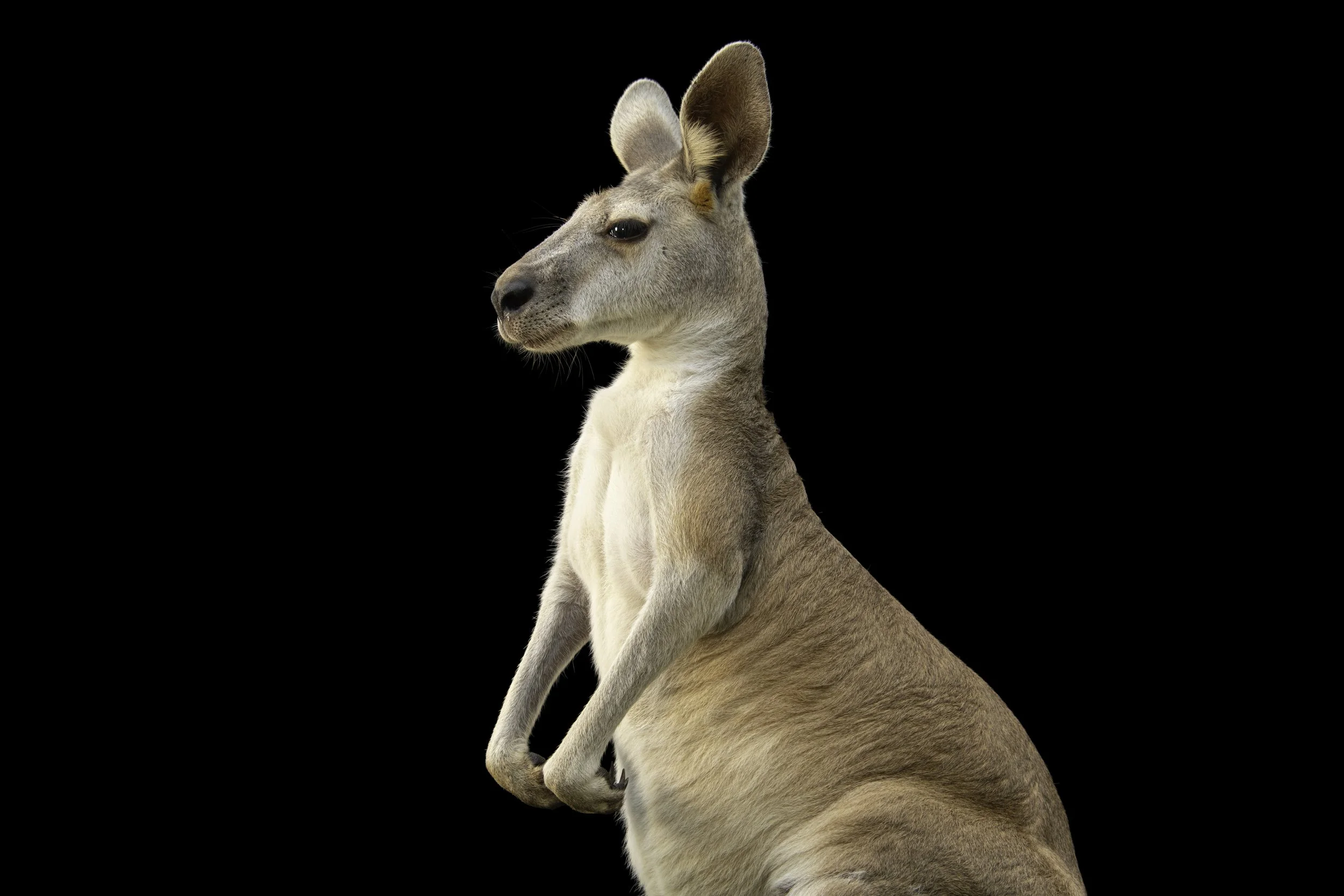 A wallaby sitting against a black background.