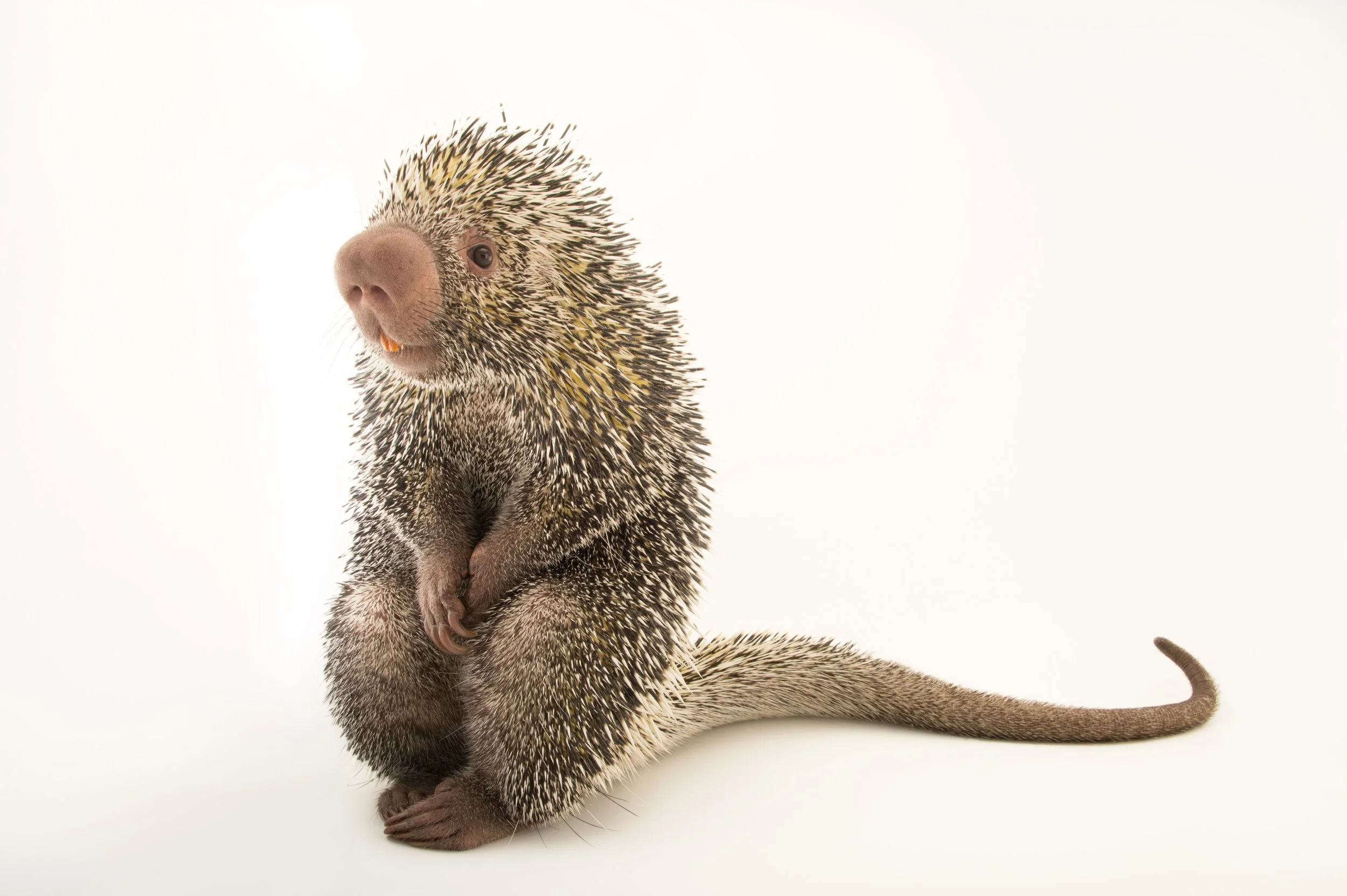 An Andean porcupine (Coendou quichua) named Piper at the St. Louis Zoo.