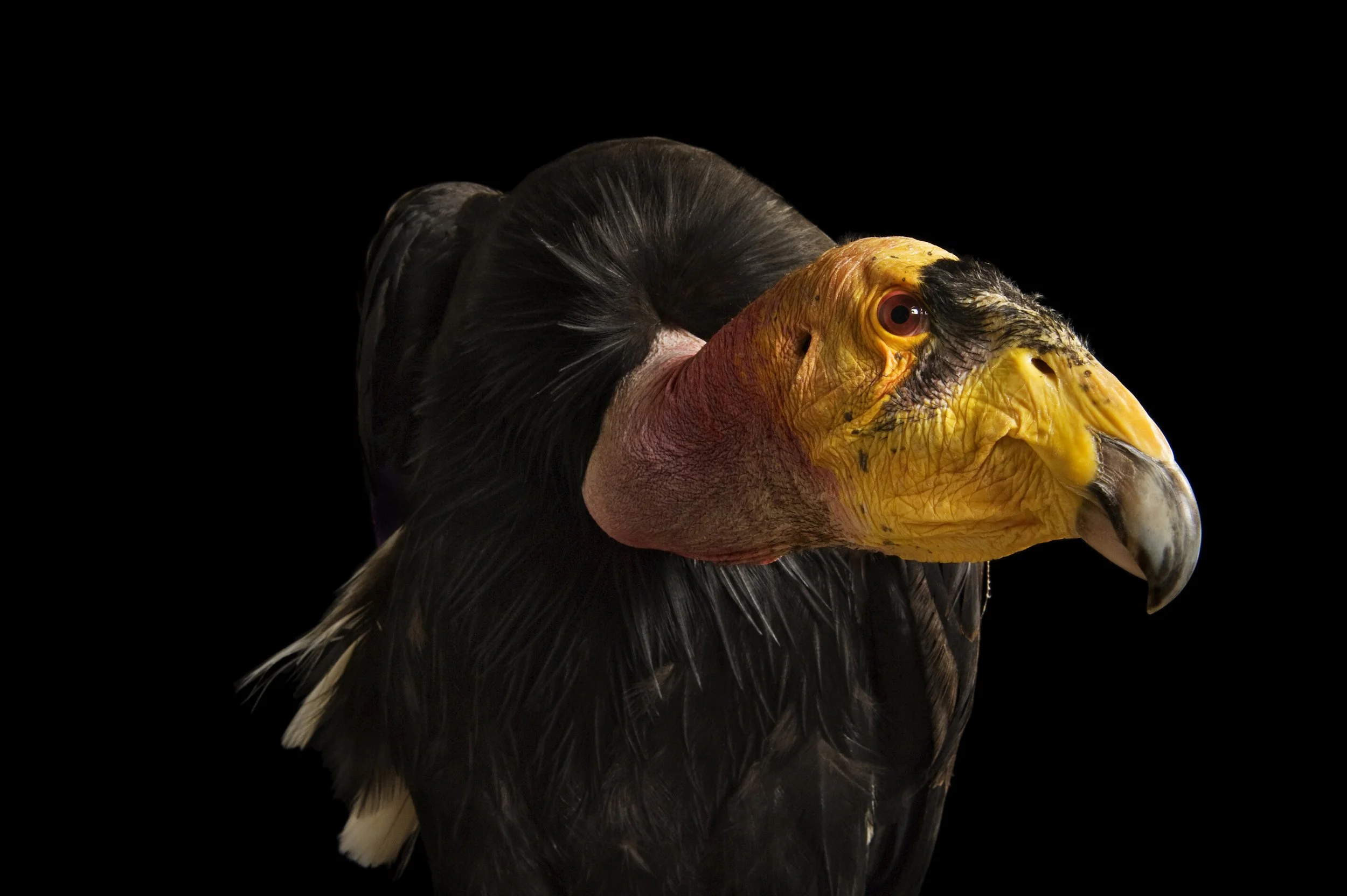 A California condor (Gymnogyps californianus) at the Phoenix Zoo.