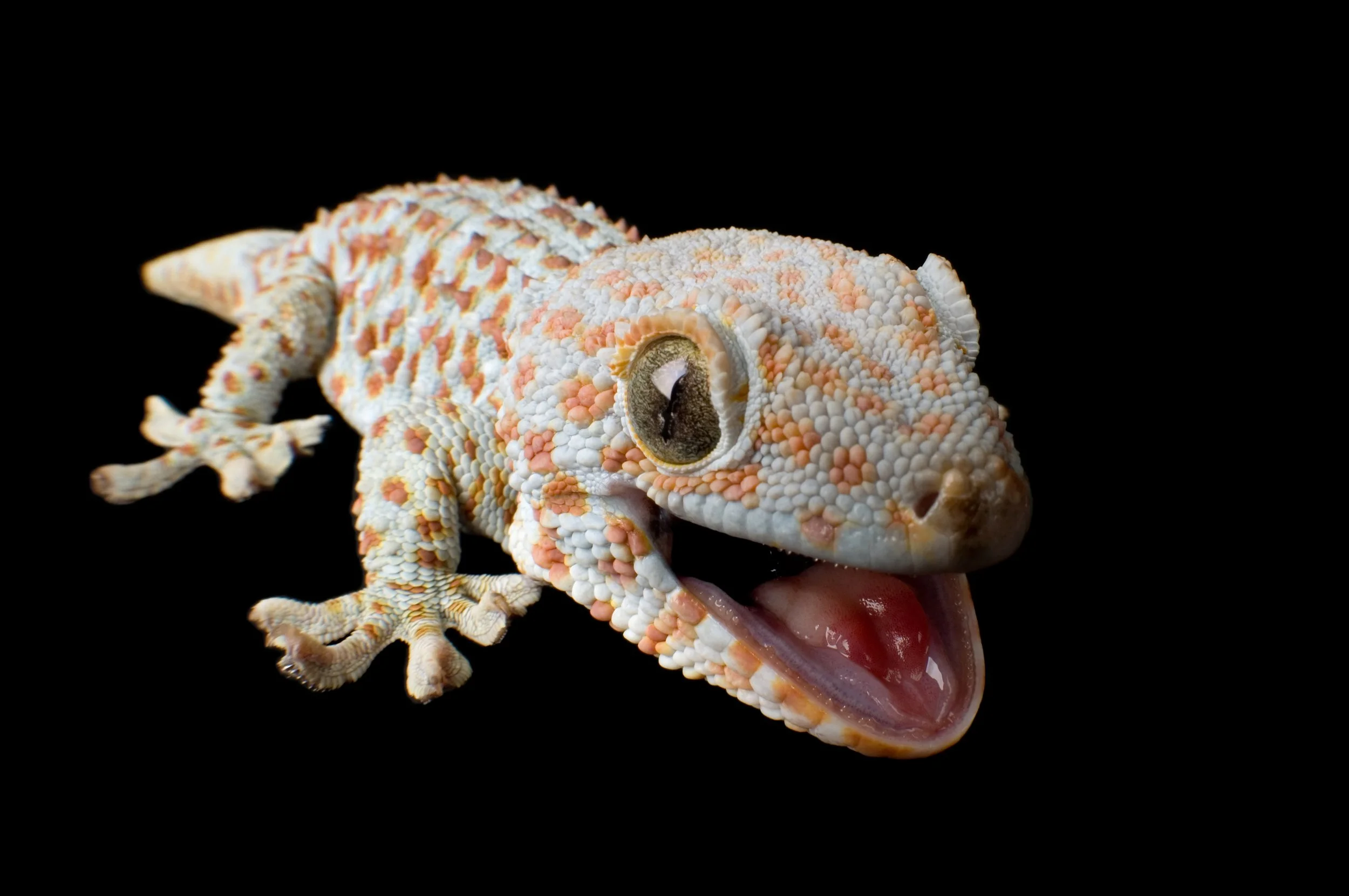 A Tokay gecko (Gekko gecko) at the Sunset Zoo in Manhattan, Kansas.