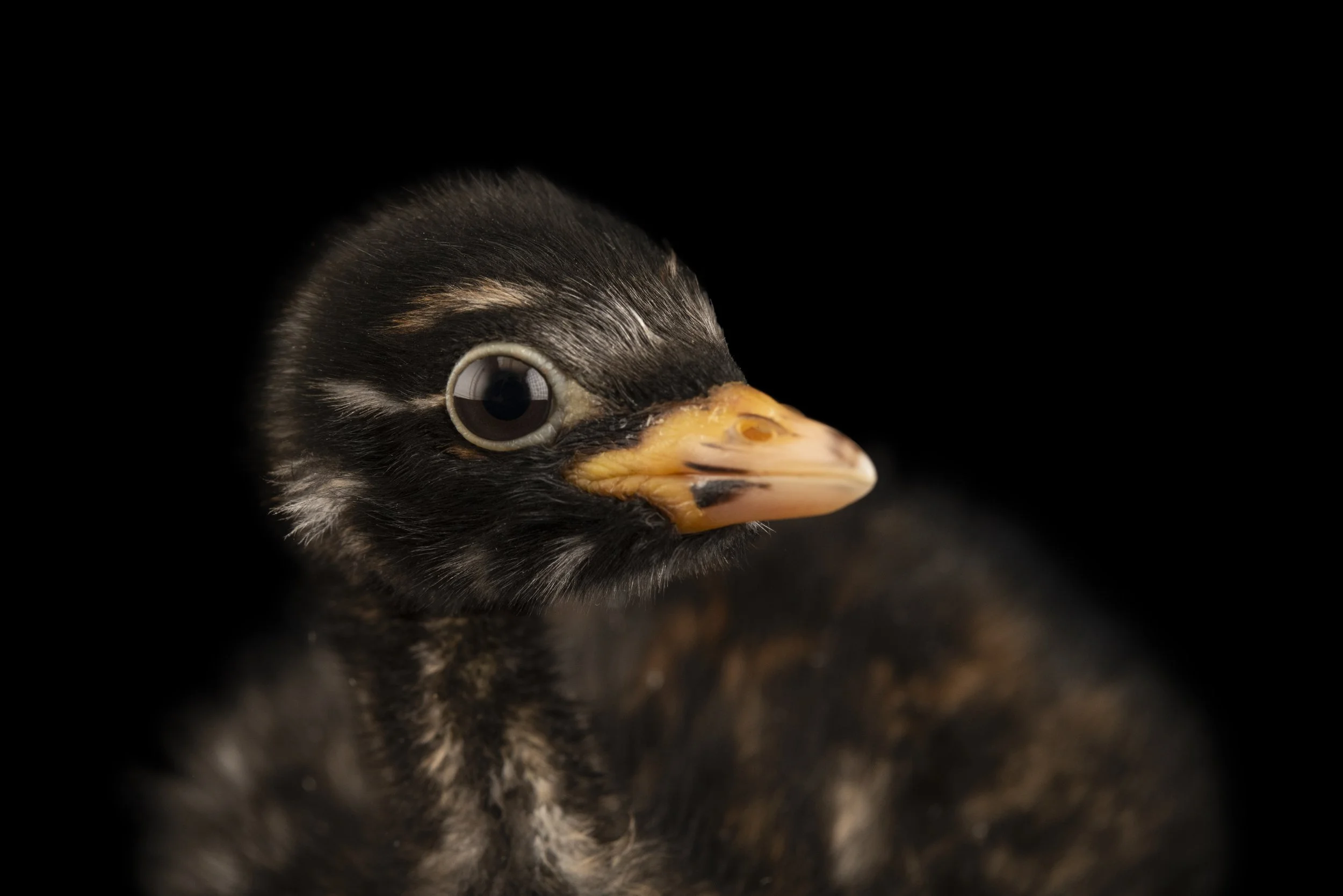 A juvenile little grebe (Tachybaptus ruficollis ruficollis) at Hessilhead Wildlife Rescue. 