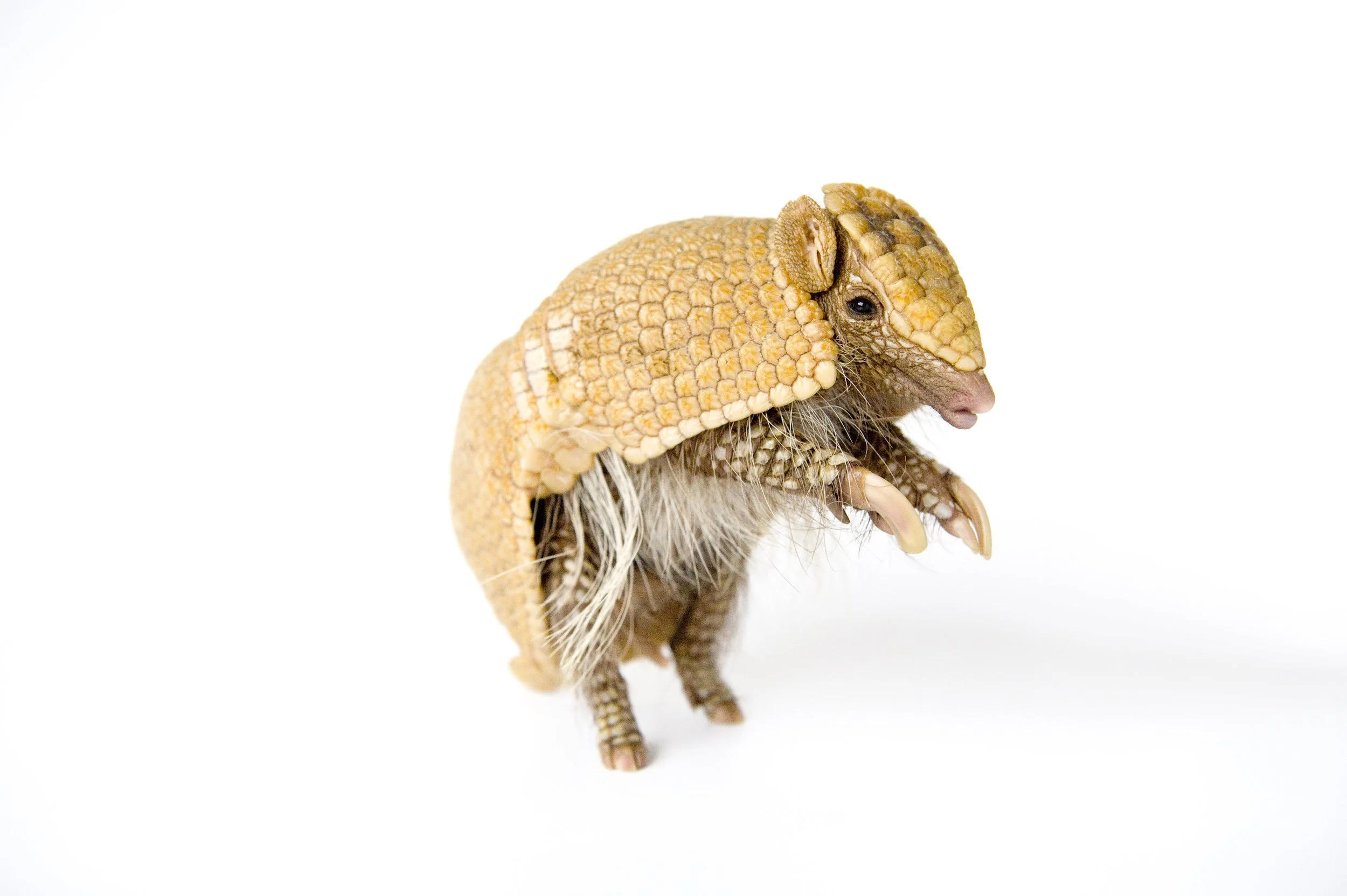 A southern three-banded armadillo (Tolypeutes matacus) at the Lincoln Children's Zoo.