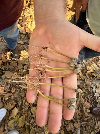 A close-up of a coffee plant seedling with its root system exposed for planting.