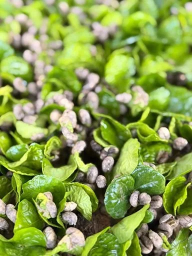 Close-up of young green coffee plant seedlings sprouting in a farm nursery.