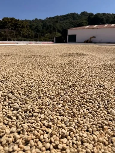 Close-up of green coffee beans drying on a concrete patio at origin.