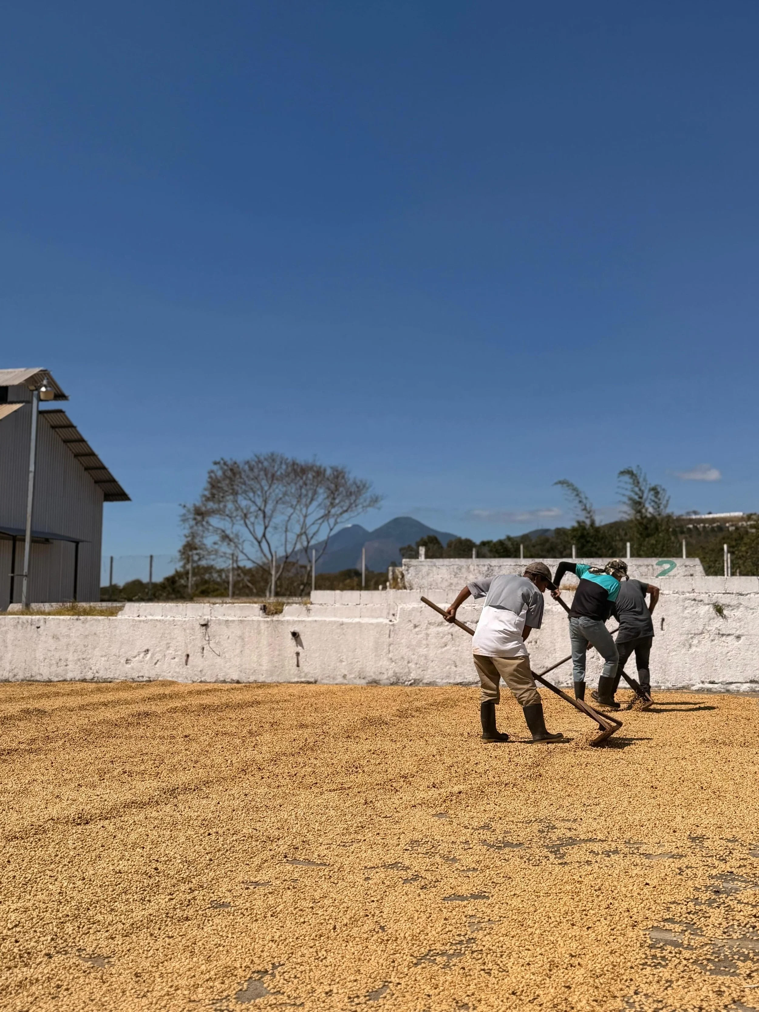 Behind every bag &mdash; there are hands like these. 🤝

At the beneficio, workers carefully dry
and sort the coffee after harvest.
A slow, deliberate process that shapes
everything about the flavor in your cup.

We don&rsquo;t take that lightly.
And