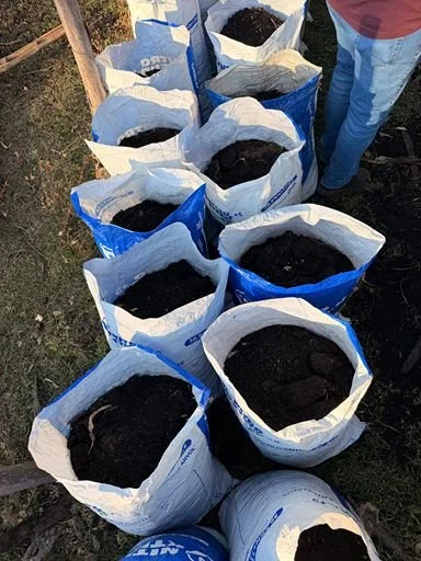 Rows of planting bags filled with nutrient-rich soil at a coffee plant nursery.