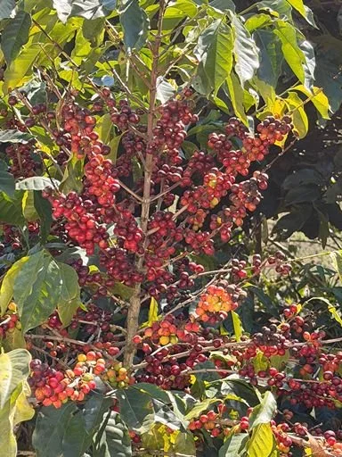 A coffee plant with clusters of ripe red coffee cherries among green leaves.