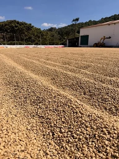 A large outdoor drying patio with coffee beans spread out to dry at a farm origin.