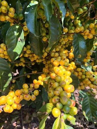 Cluster of ripe yellow Bourbon coffee cherries on a bush with green leaves.