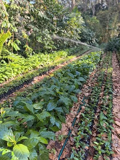 Rows of young coffee plants growing in a farm nursery with a sprinkler system.