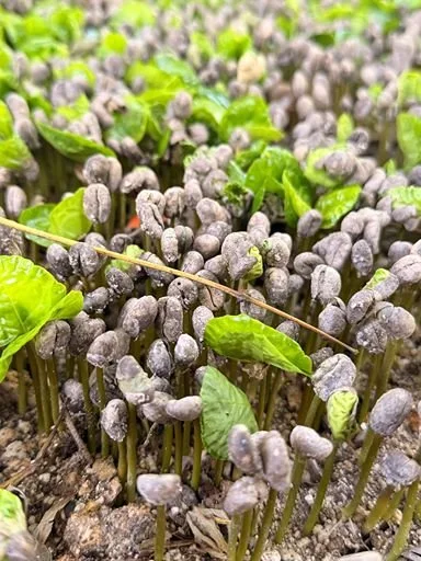 Close-up of young green coffee plant sprouts starting to grow in the soil.