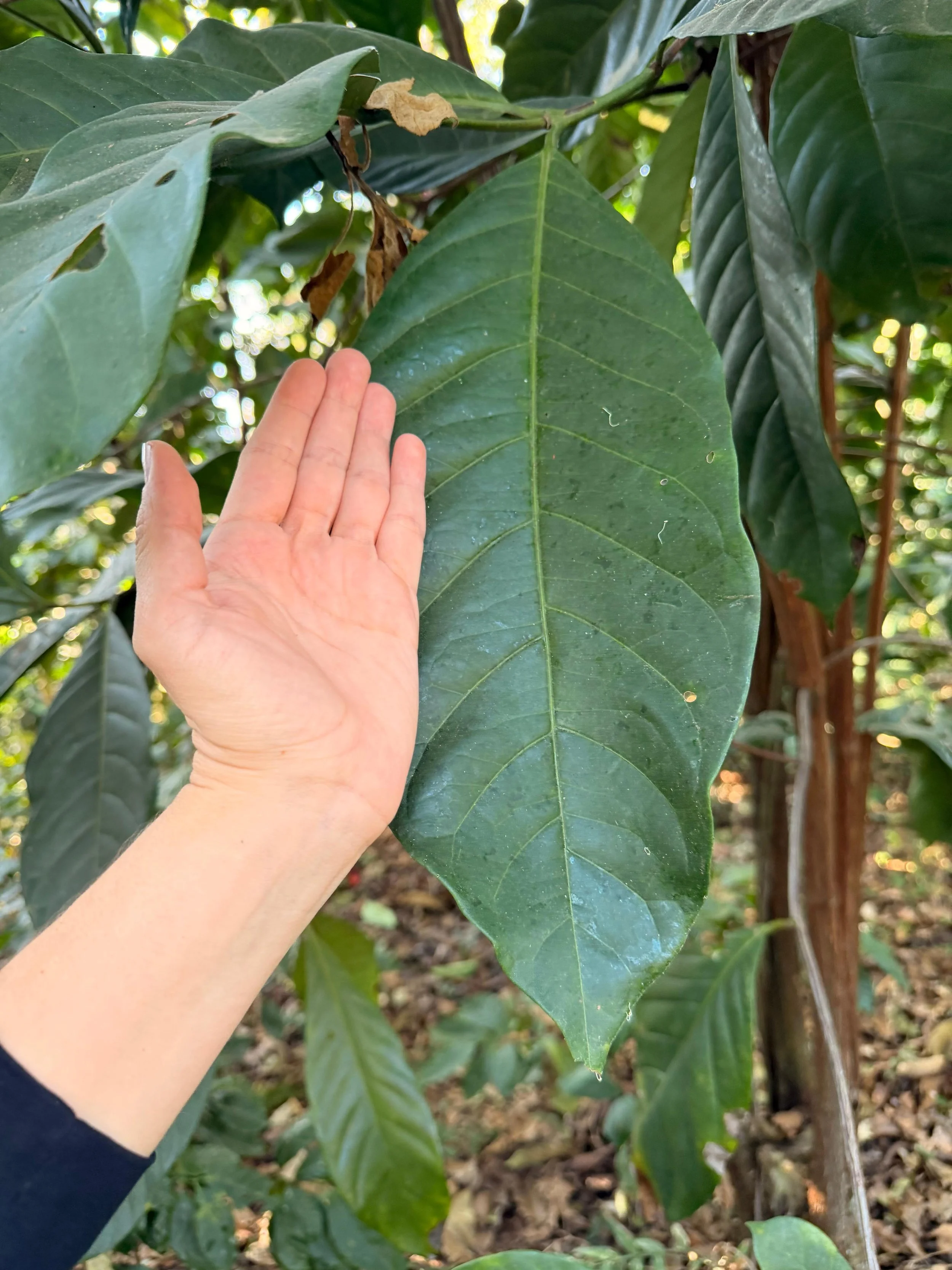 A hand showing the large size of a healthy green leaf on a coffee plant.