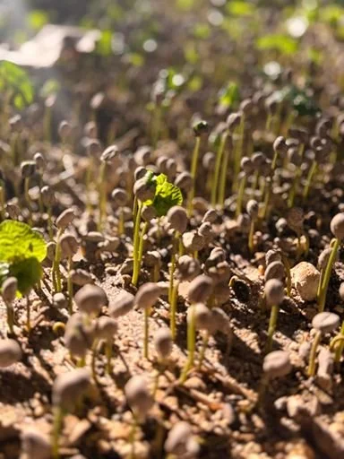 Close-up of coffee seedlings growing in soil, with small green leaves emerging among the seedlings.