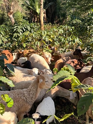 A flock of sheep grazing among green foliage in a sustainable coffee farm.