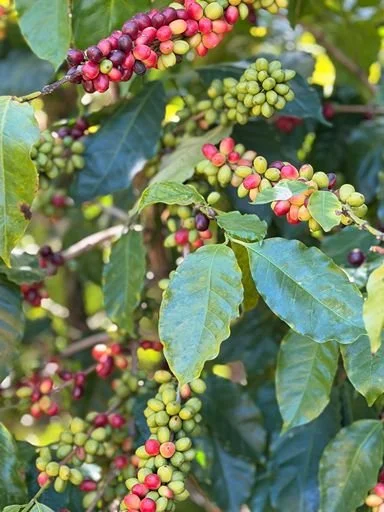 Clusters of coffee cherries in various stages of ripeness on a coffee plant, with green and red cherries among green leaves.