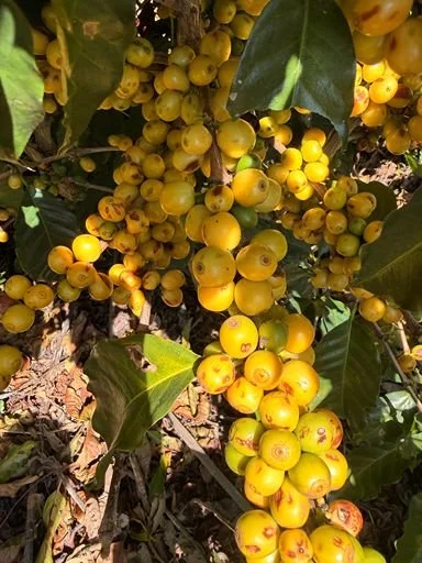 A cluster of ripe yellow Bourbon coffee cherries hanging from a plant branch.