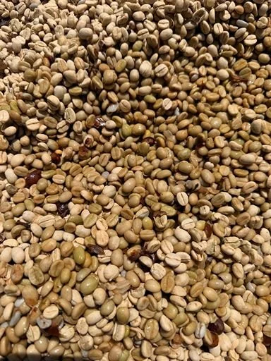 Close-up of harvested green coffee beans drying uniformly at origin.