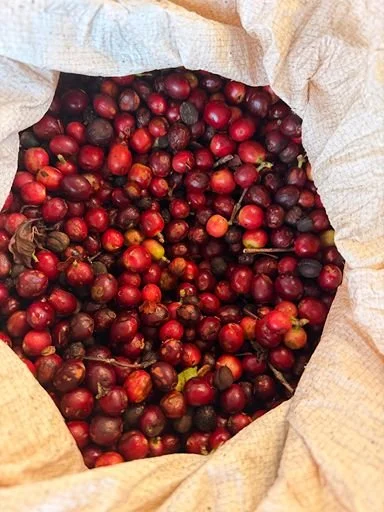 A large paper sack filled with fresh, red and purple coffee cherries.