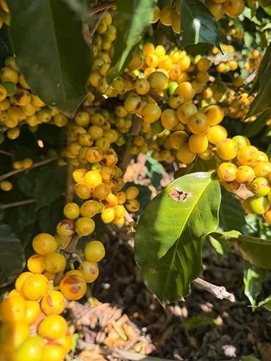 Close-up of ripe yellow Bourbon coffee cherries on a plant branch.