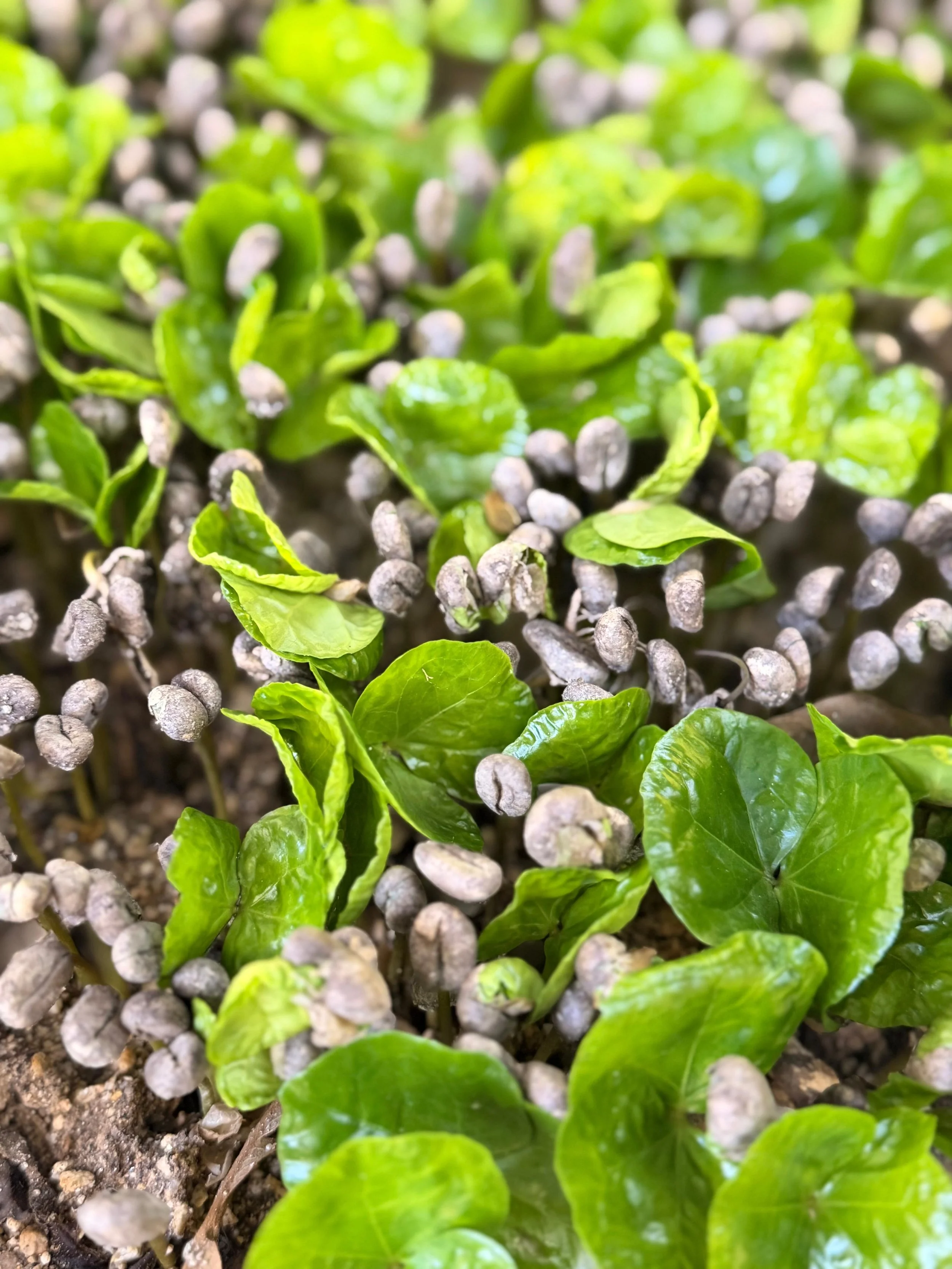 Young green coffee seedlings sprouting in a nursery bed.