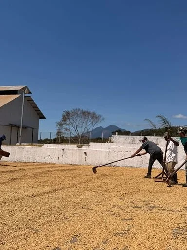 Workers raking and leveling coffee beans on a large outdoor drying patio.
