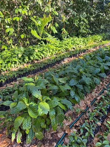 Rows of healthy green coffee plants in a plantation with a background of dense trees.